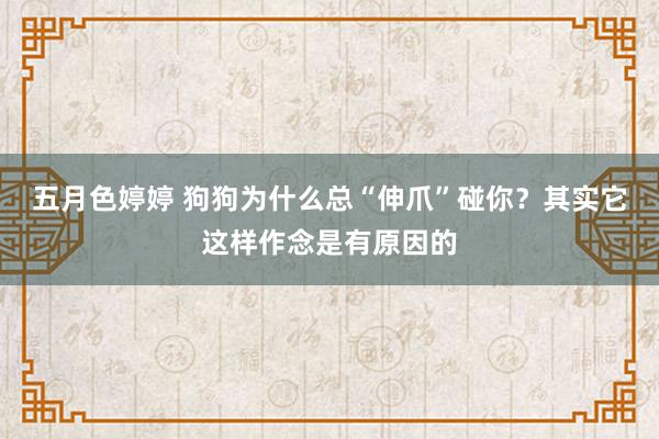 五月色婷婷 狗狗为什么总“伸爪”碰你？其实它这样作念是有原因的