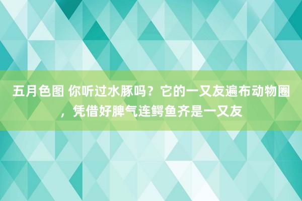 五月色图 你听过水豚吗？它的一又友遍布动物圈，凭借好脾气连鳄鱼齐是一又友